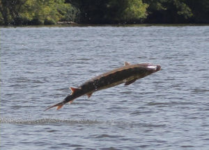 Sturgeon breaching in the James River -
 Don West