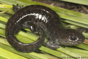 Mabee's Salamander by Todd W. Pierson