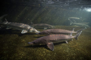 Atlantic Sturgeon by Ryan Haggerty