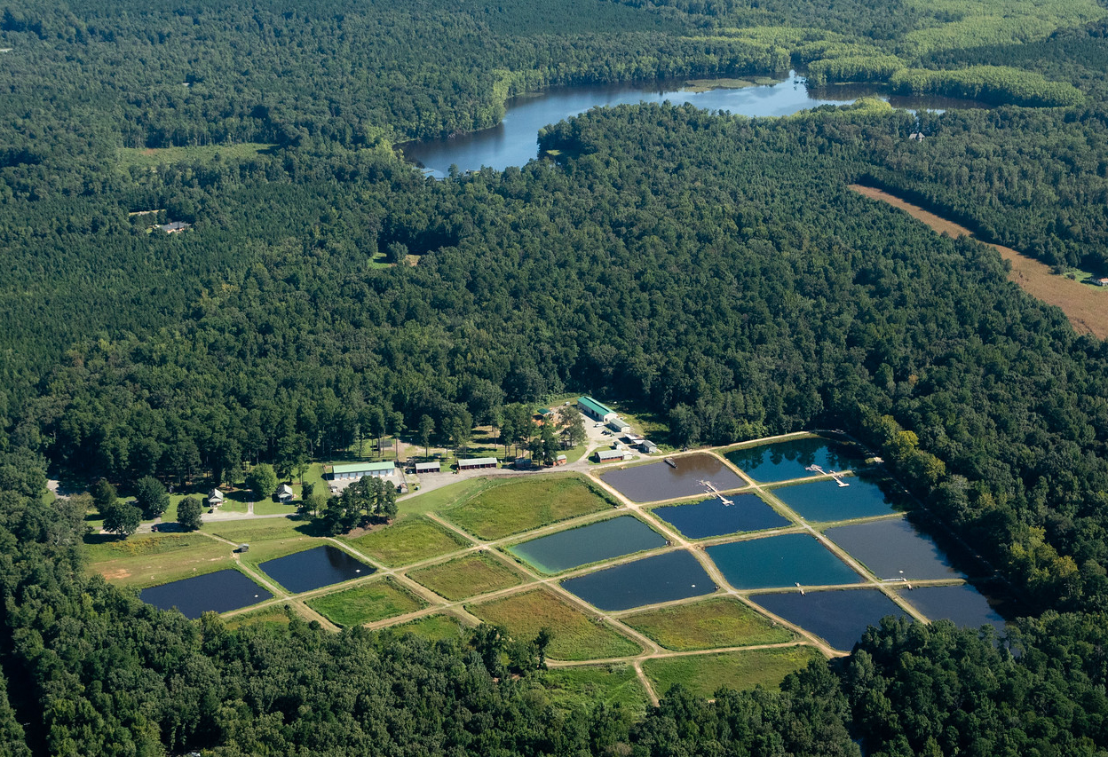 Harrison Lake National Fish Hatchery near Herring Creek, a tributary of the James River in Charles City County, Va., on Aug. 24, 2018. (Photo by Will Parson/Chesapeake Bay Program)