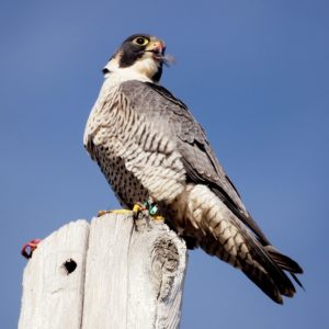 Peregrine Falcon by This is for the Birds