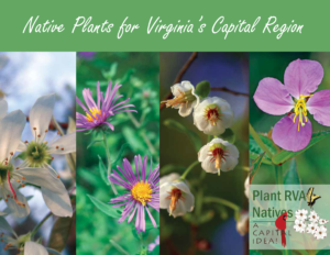 Plant_RVA_Natives