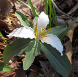 Virginia Least Trillium by Philip Bouchard