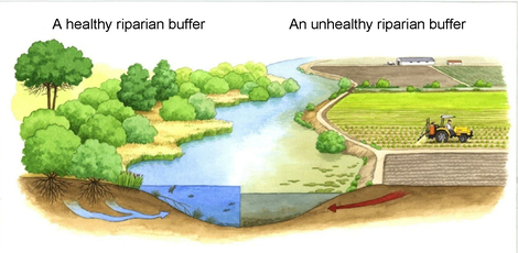 riparian-buffer-friendsofthechicago river